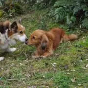 ハムトラボルタの画像