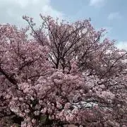 モコ
