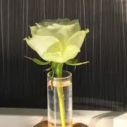 gu.m