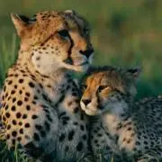 cheetah@プロフ必ず見てください