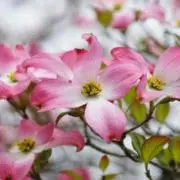 花水木の画像