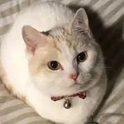 ジーニー
