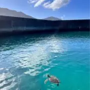 ボンゴの画像