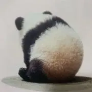 たぬき　購入前にコメントお願いします