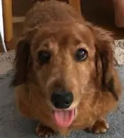 しおんちゃん