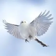 Tori