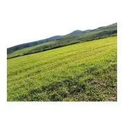まるこの画像