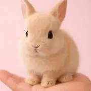 かずねの画像