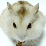 ももの画像