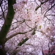 tanyの画像