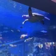 キムラクン