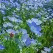 香純の画像