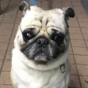 つんくん
