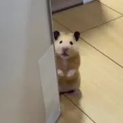 はむの画像