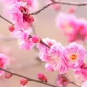 UME