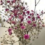 カスミソウの画像