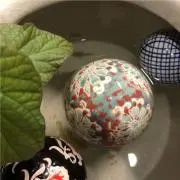 めだか