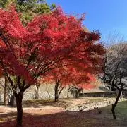ねかおの画像
