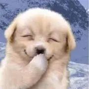 さくらんぼの画像