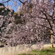 ふくの塊の画像