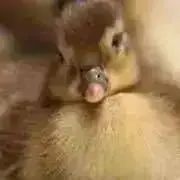 ttttomoの画像