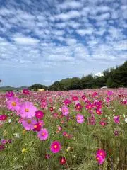 yurikkumaの画像