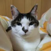 coolcatの画像