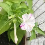 ⭐︎みこと⭐︎の画像