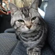 タマコトの画像