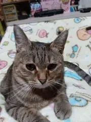 アーの画像