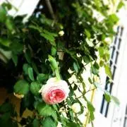 ぴぃ