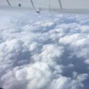 pimpの画像