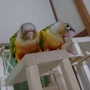 はるさくの画像