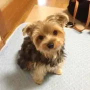 れい