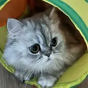 タピオカ★の画像