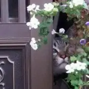 mmの画像