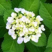 Hydrangeaの画像