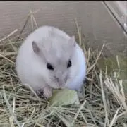 けい