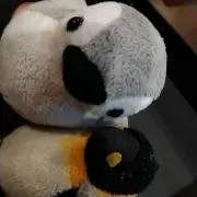 ペンギュルスの画像