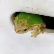 ニサンキの画像