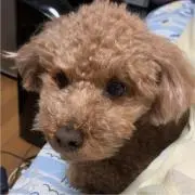 釣五郎