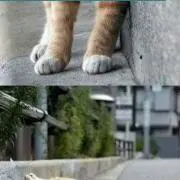 ねこ。の画像