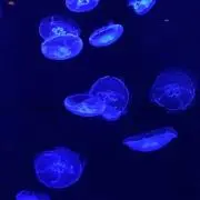 ❤️の画像