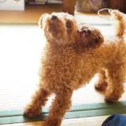 むぎの画像