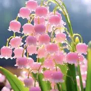 necoの画像