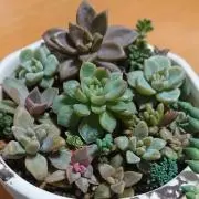 そふとさらだ　《お値下げはコメントにて》の画像