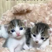 ちゅんこ
