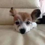 ももちゃん
