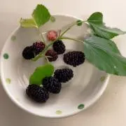 なーの画像