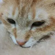 凛/プロフ必読の画像